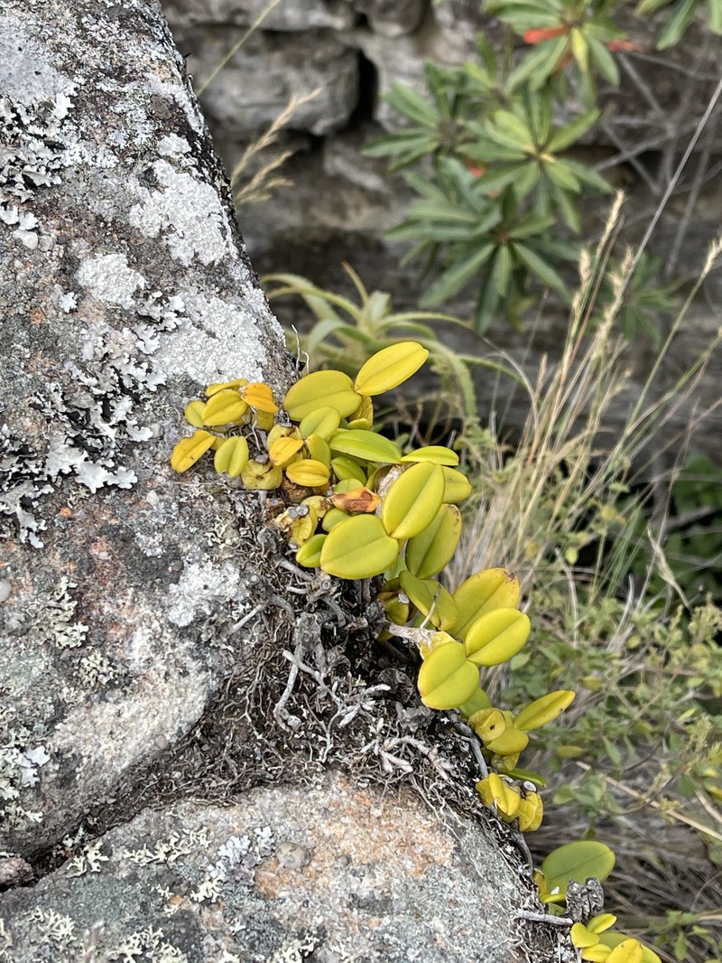 Bulbophyllum scaberulum var. scaberulum photo 4