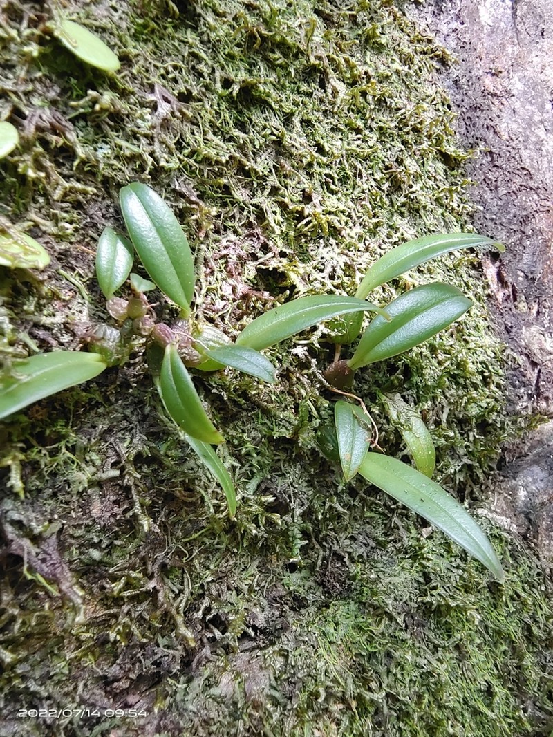 Bulbophyllum scabratum