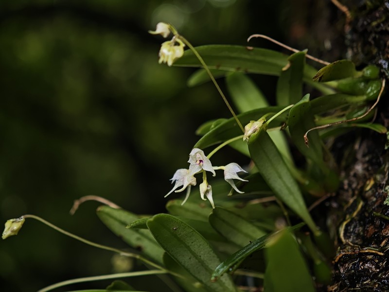 Bulbophyllum scabratum photo 2