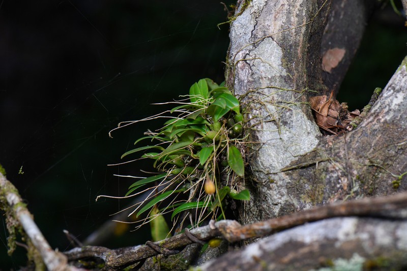 Bulbophyllum scabratum photo 3