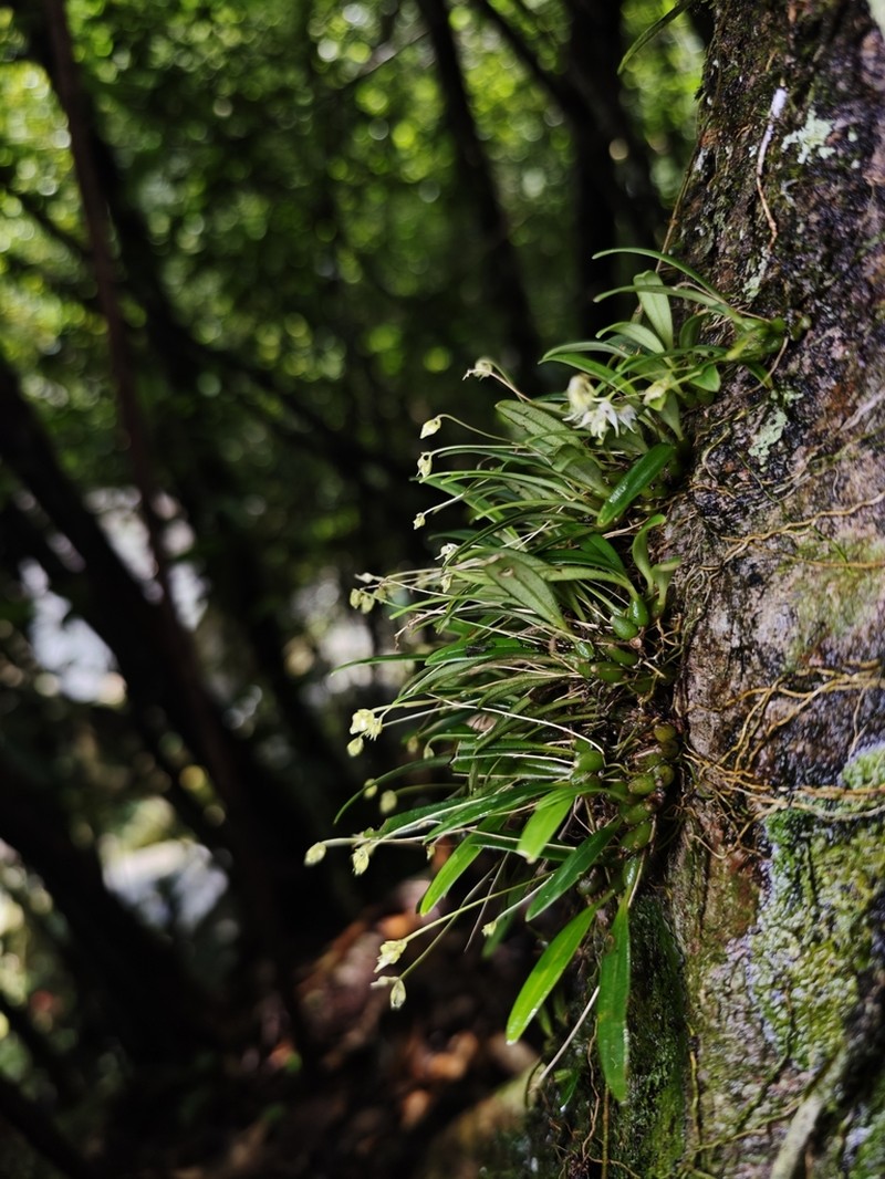 Bulbophyllum scabratum photo 4