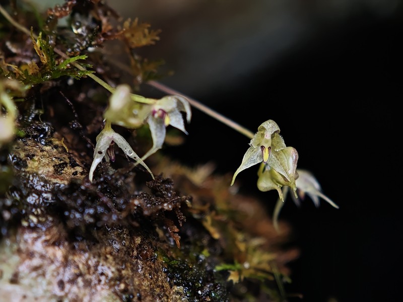 Bulbophyllum scabratum photo 5
