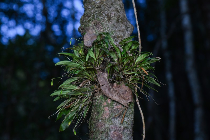 Bulbophyllum scabratum photo 6