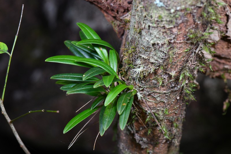 Bulbophyllum scabratum photo 7