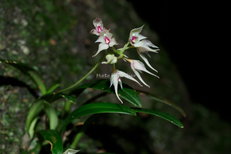 Bulbophyllum scabratum photo 8