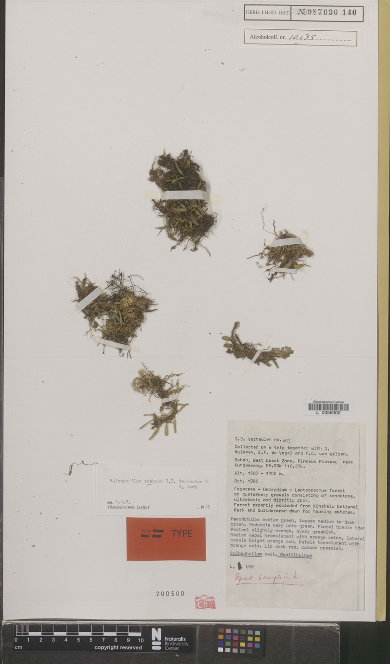 Bulbophyllum scabrum