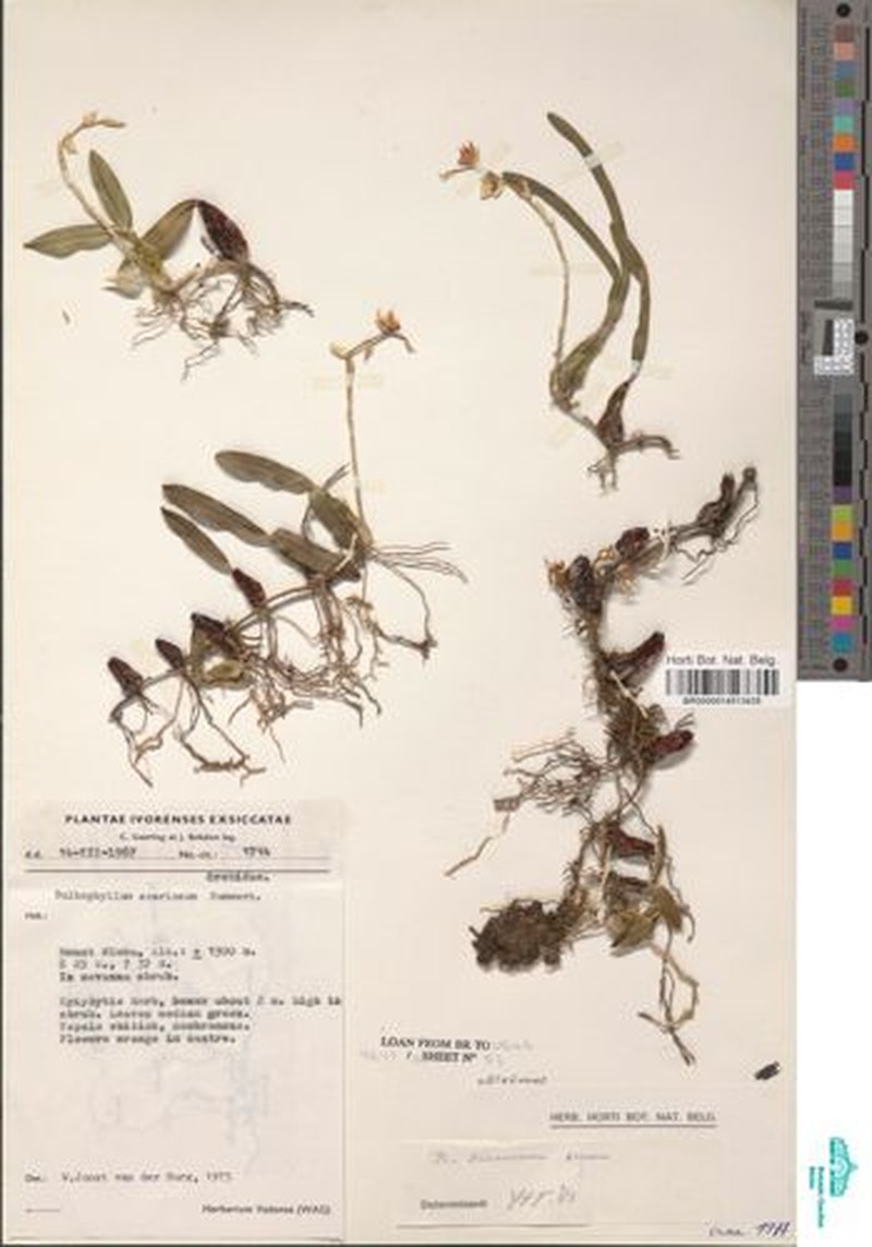 Bulbophyllum scariosum