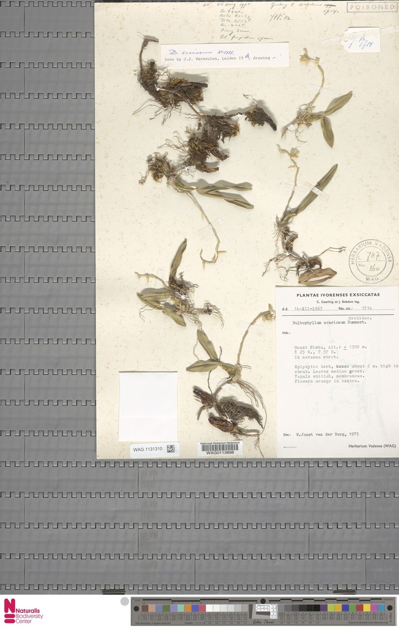 Bulbophyllum scariosum photo 2