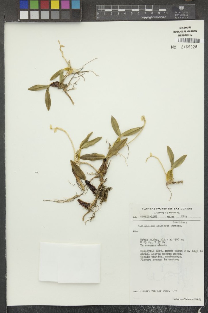 Bulbophyllum scariosum photo 3