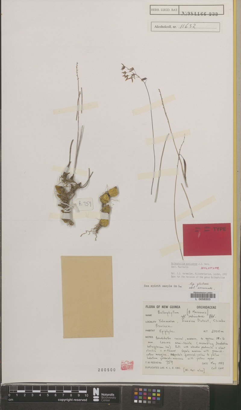 Bulbophyllum sceliphron
