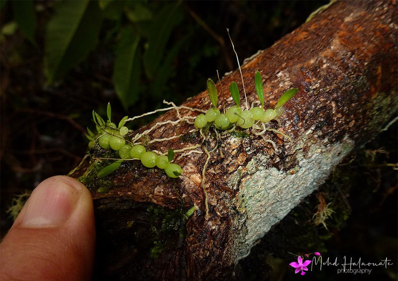 Bulbophyllum schefferi