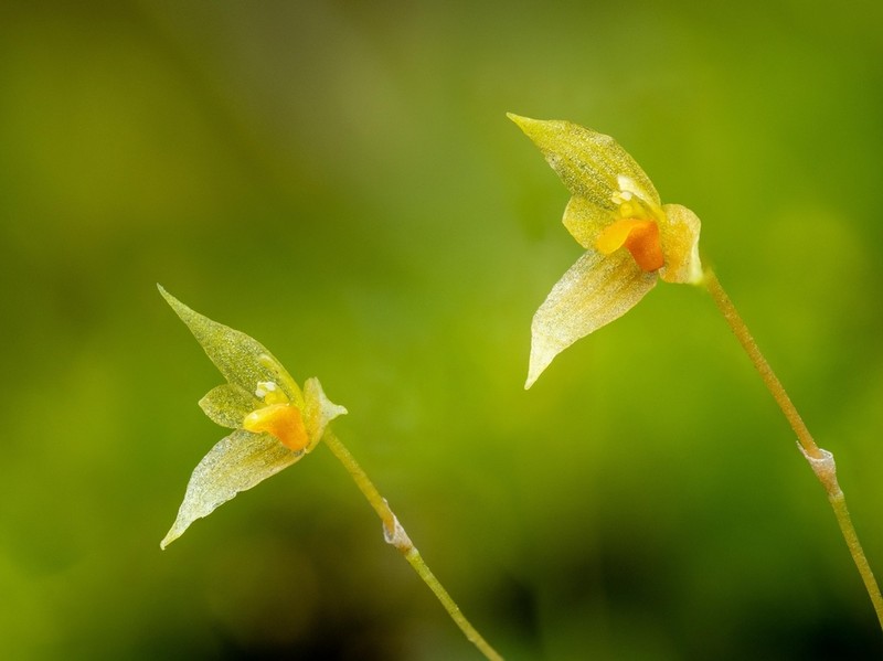 Bulbophyllum schefferi photo 2