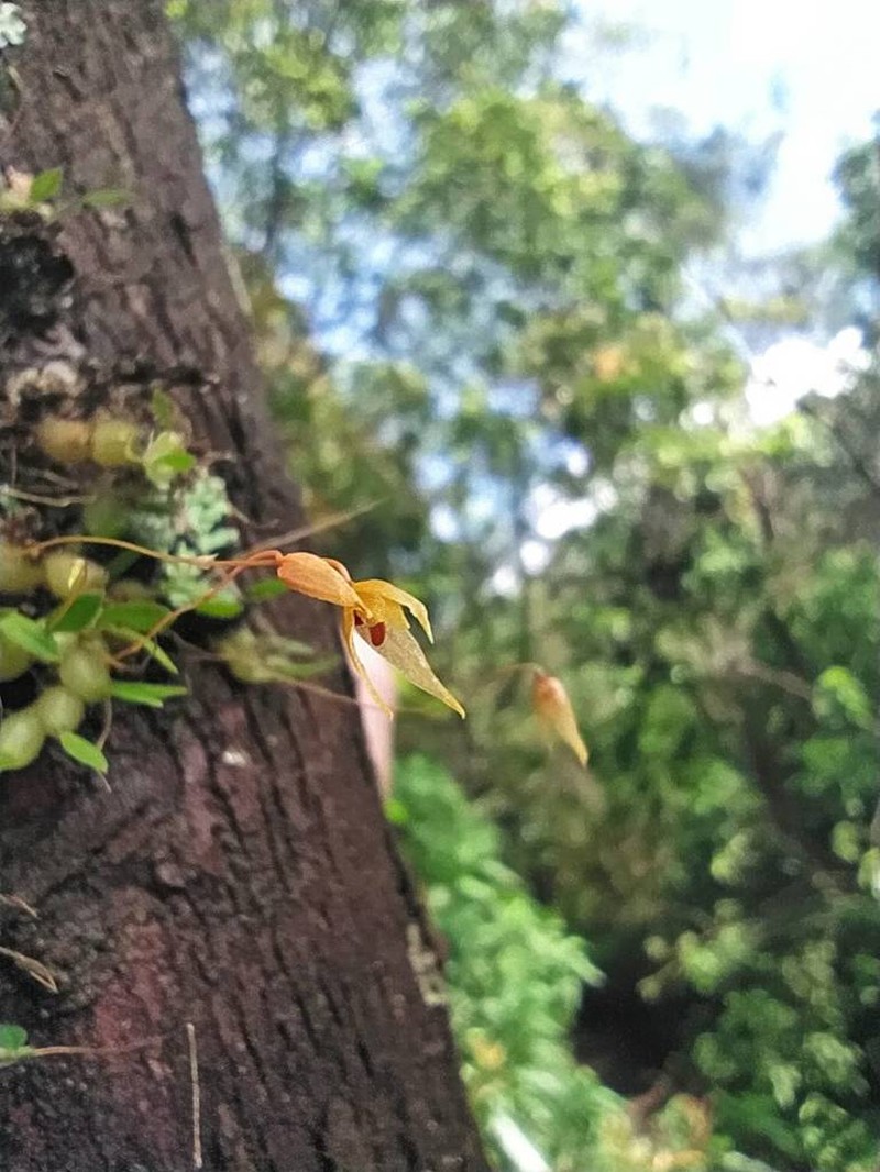Bulbophyllum schefferi photo 3