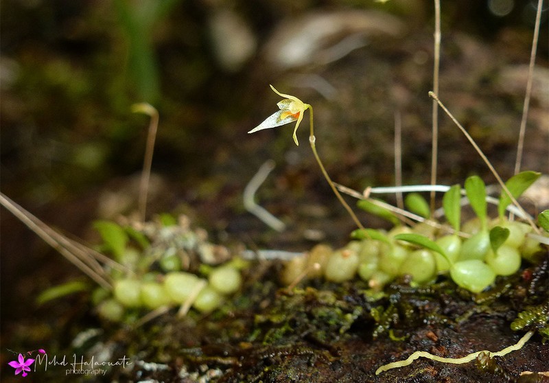 Bulbophyllum schefferi photo 4