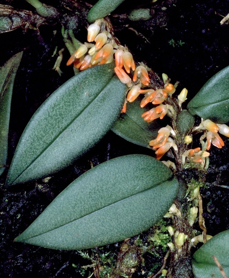 Bulbophyllum schillerianum