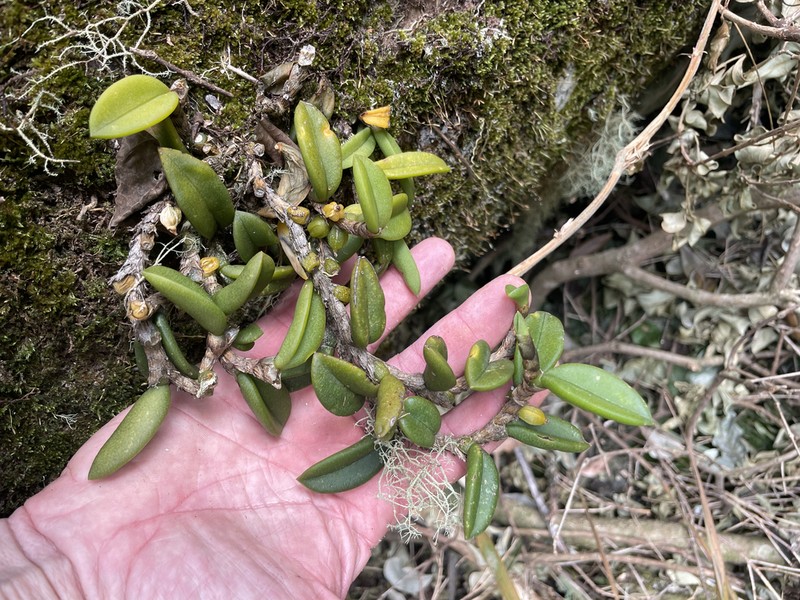 Bulbophyllum schillerianum photo 2