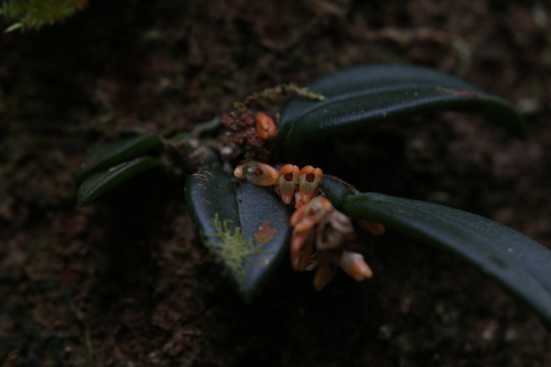 Bulbophyllum schillerianum photo 3