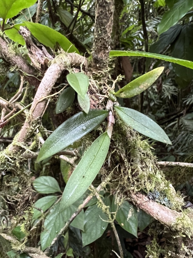 Bulbophyllum schillerianum photo 4