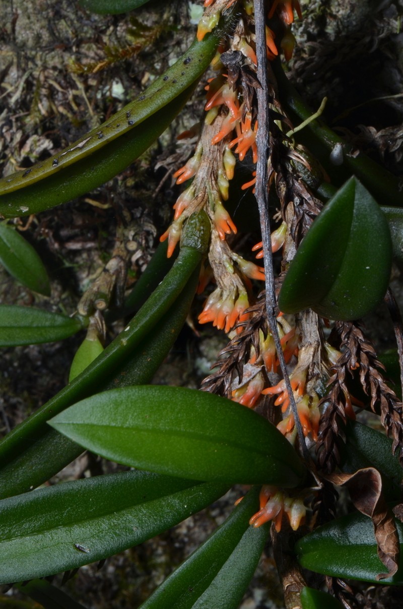 Bulbophyllum schillerianum photo 5