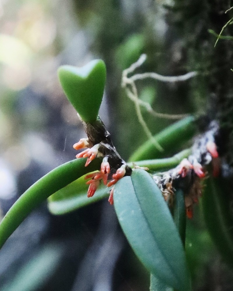 Bulbophyllum schillerianum photo 6