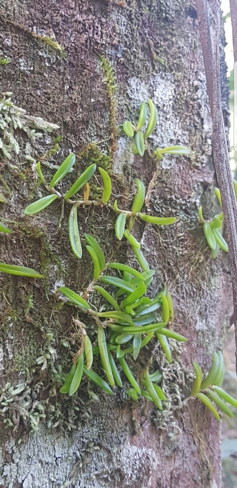 Bulbophyllum schillerianum photo 7