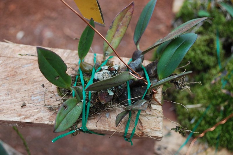 Bulbophyllum schimperianum