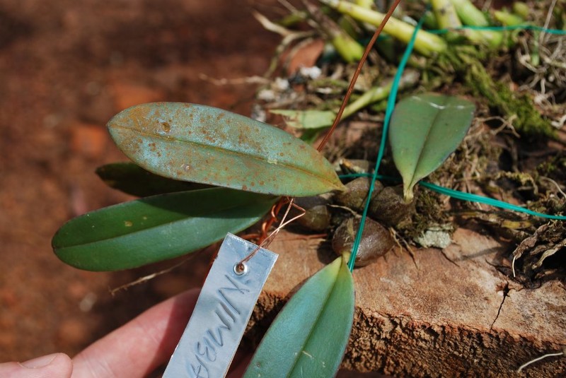Bulbophyllum schimperianum photo 2