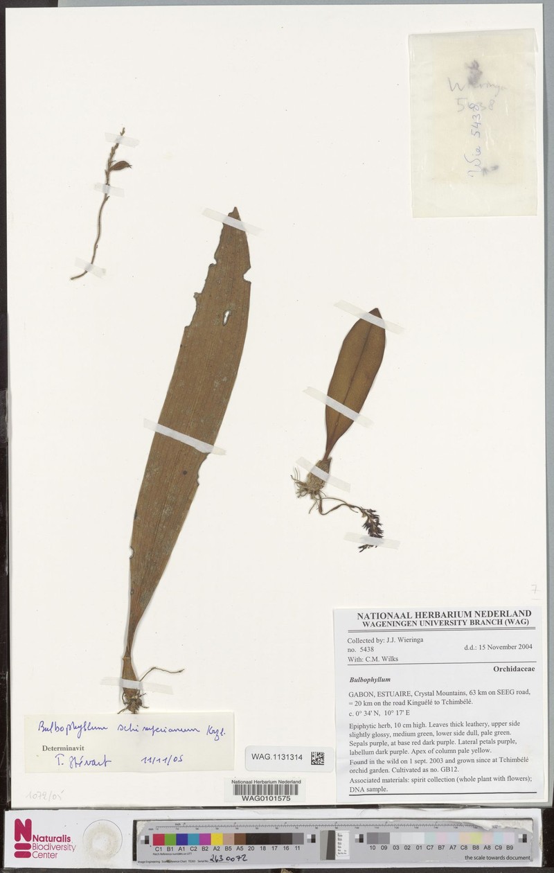 Bulbophyllum schimperianum photo 3