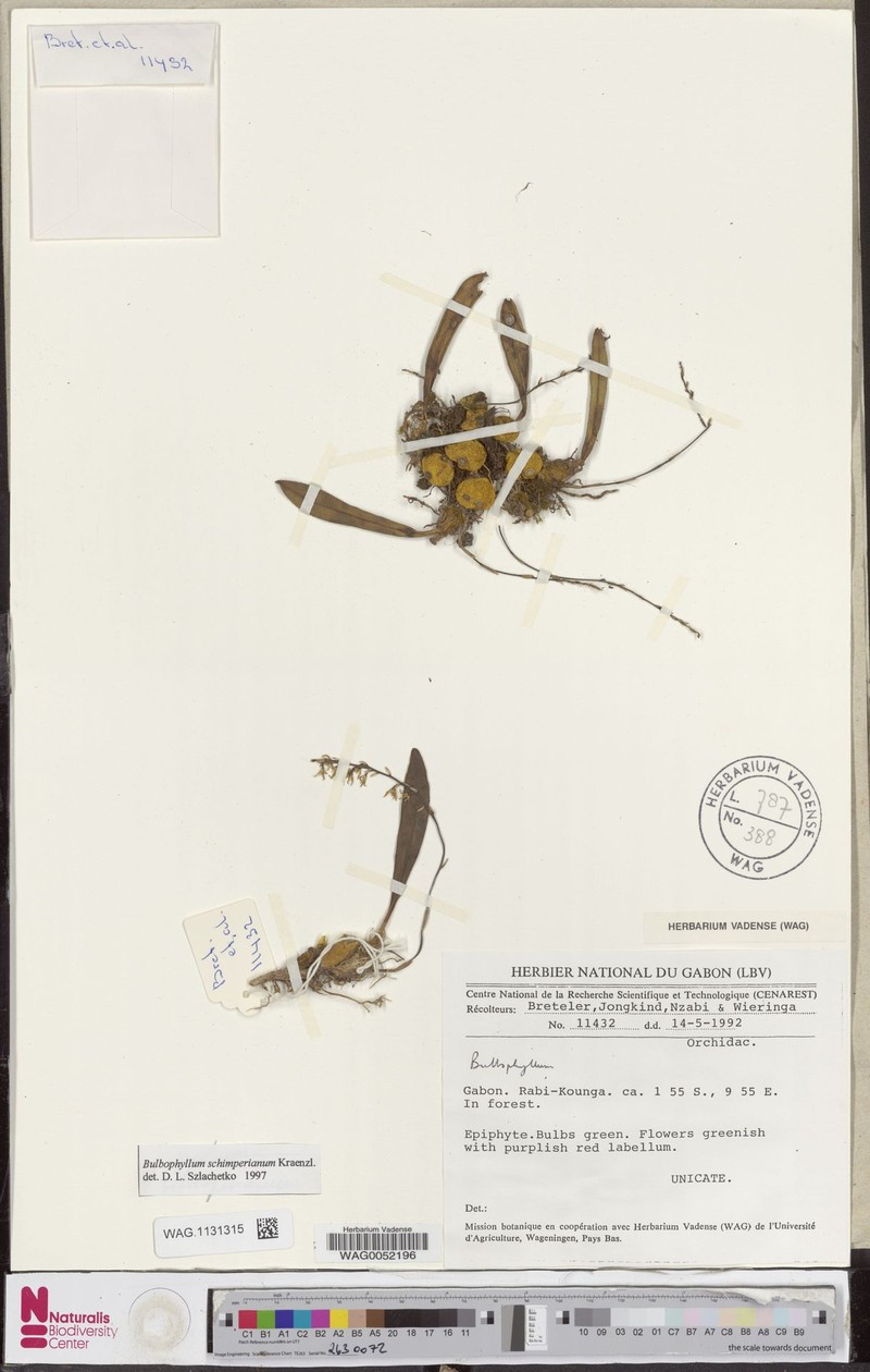 Bulbophyllum schimperianum photo 4