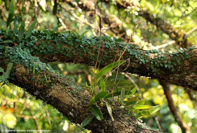 Bulbophyllum schinzianum