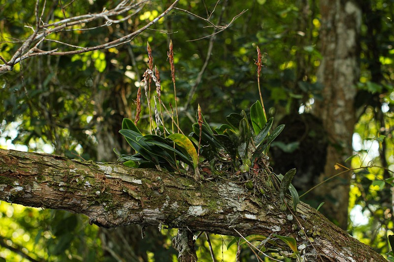 Bulbophyllum schinzianum photo 2