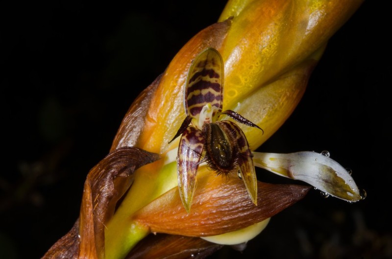 Bulbophyllum schinzianum photo 3
