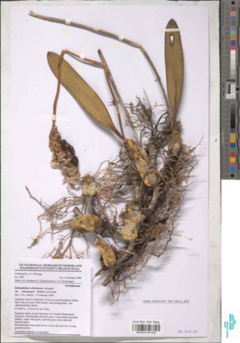 Bulbophyllum schinzianum var. phaeopogon
