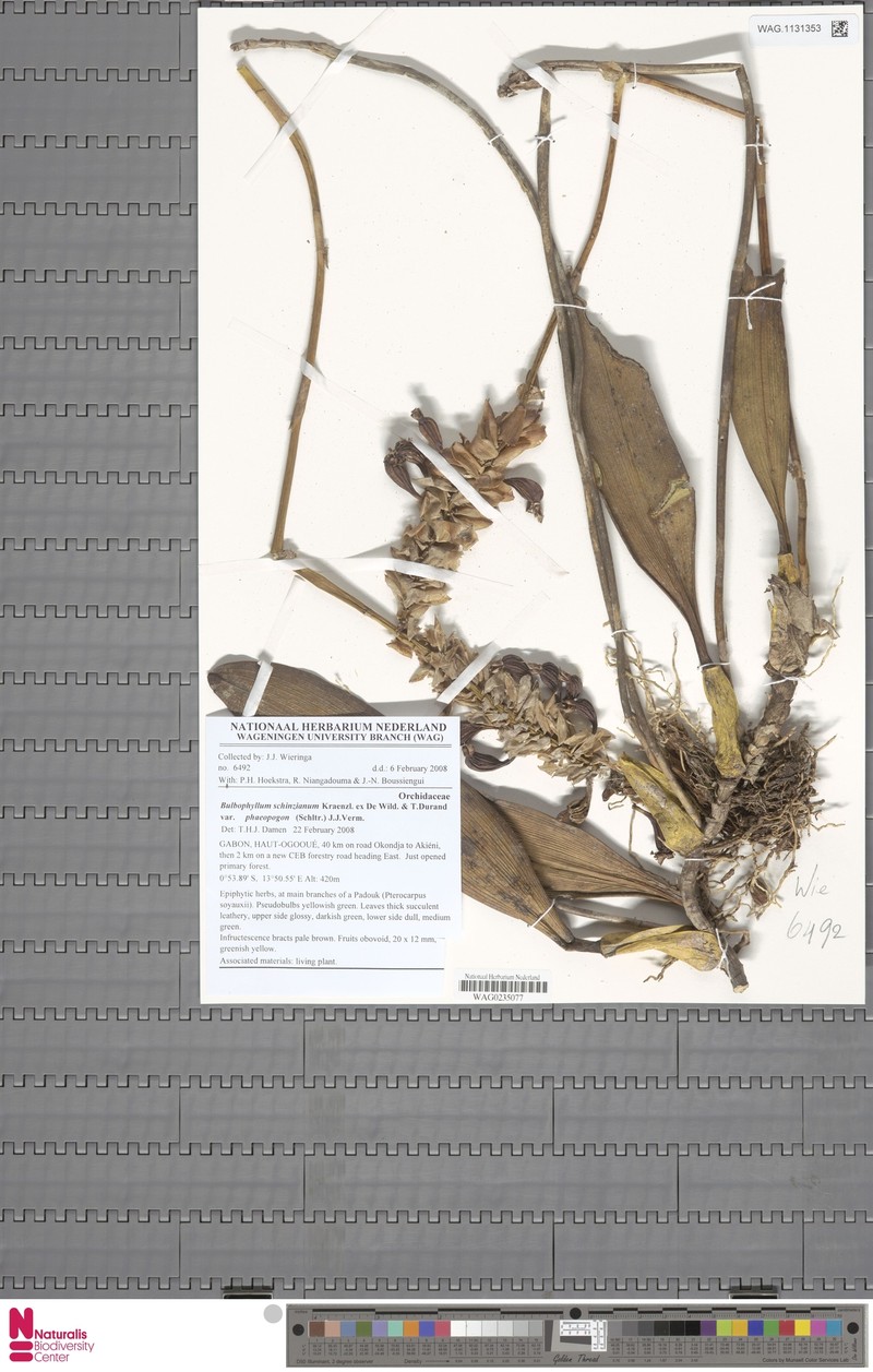 Bulbophyllum schinzianum var. phaeopogon photo 2