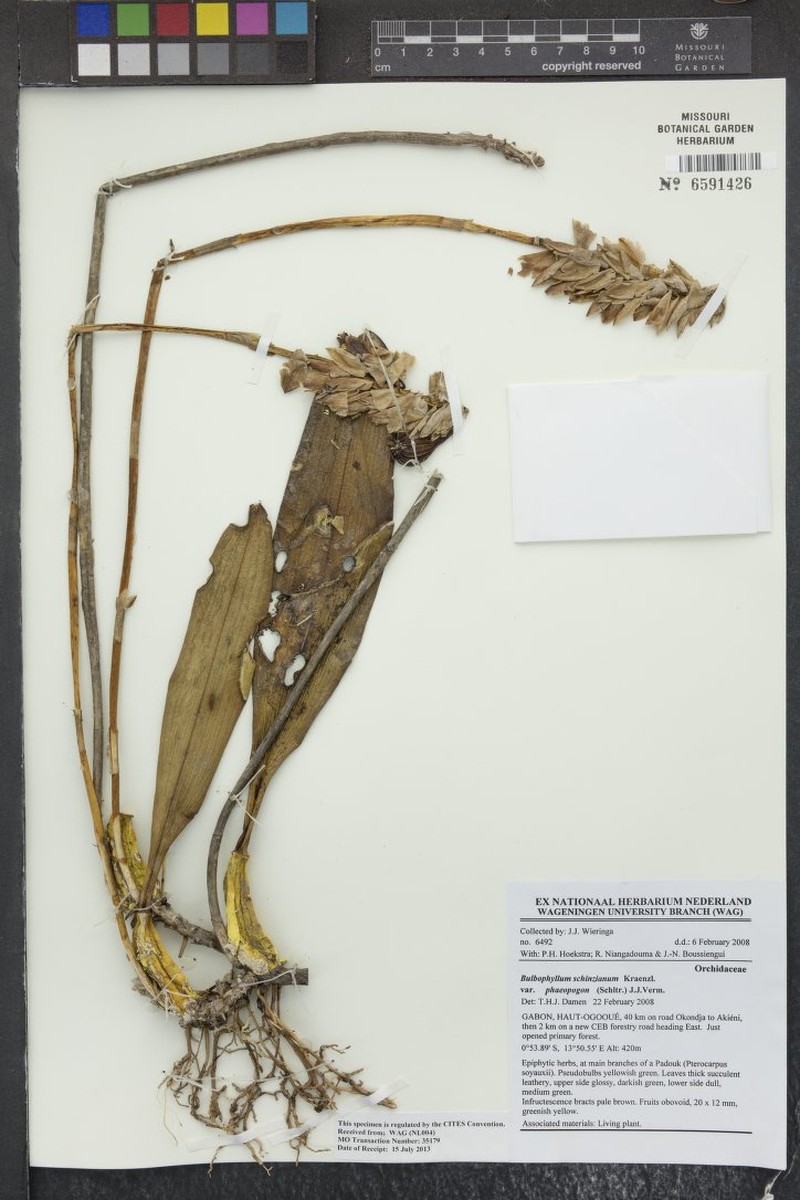 Bulbophyllum schinzianum var. phaeopogon photo 3