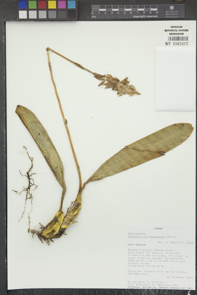 Bulbophyllum schinzianum var. phaeopogon photo 4