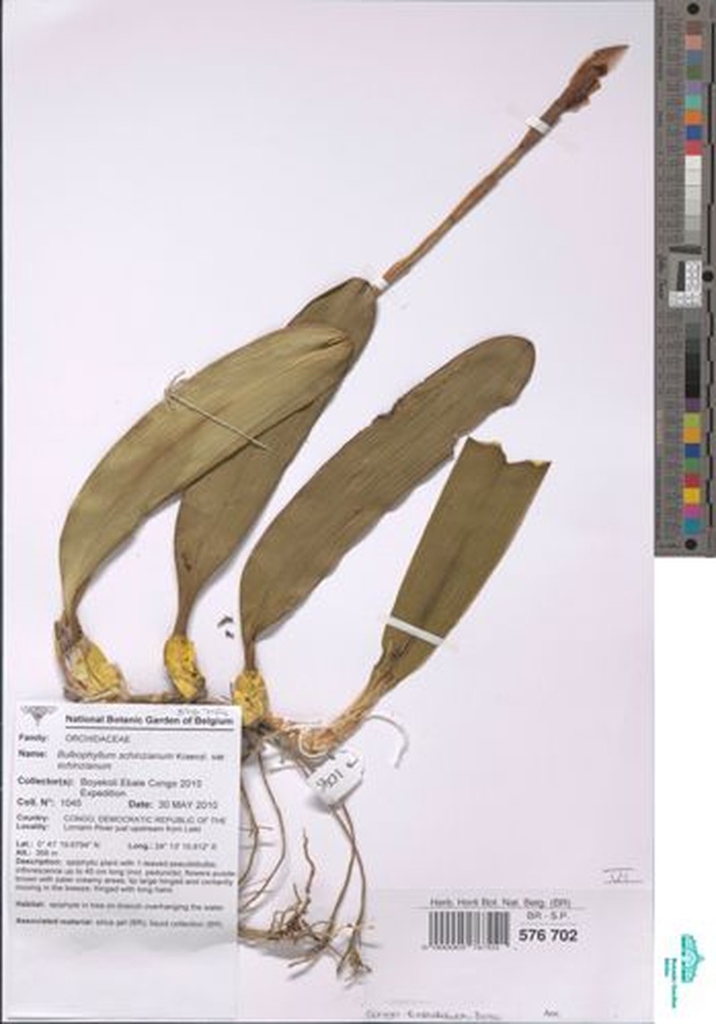 Bulbophyllum schinzianum var. schinzianum