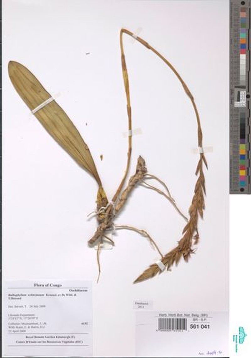 Bulbophyllum schinzianum var. schinzianum photo 2