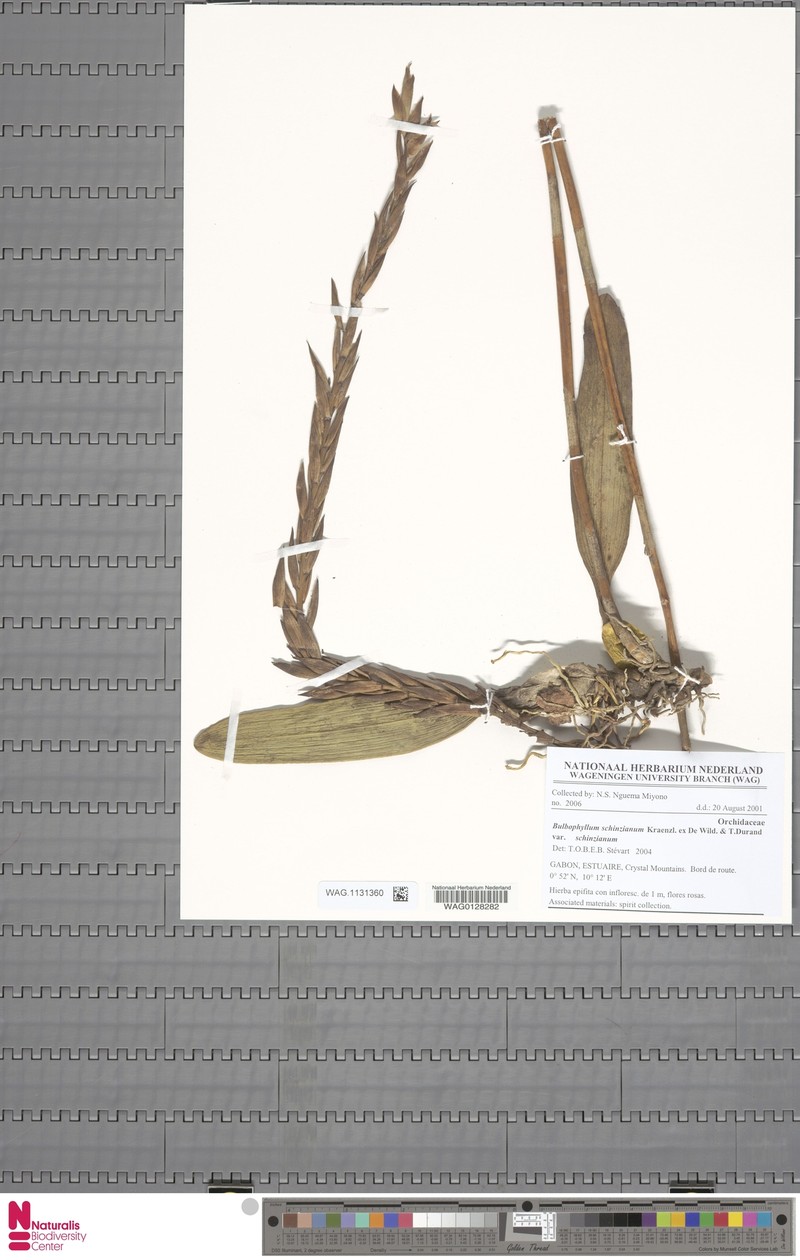 Bulbophyllum schinzianum var. schinzianum photo 3