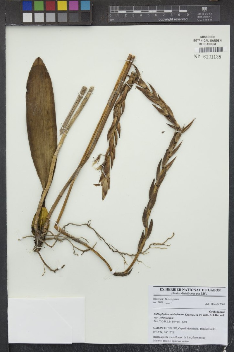 Bulbophyllum schinzianum var. schinzianum photo 4