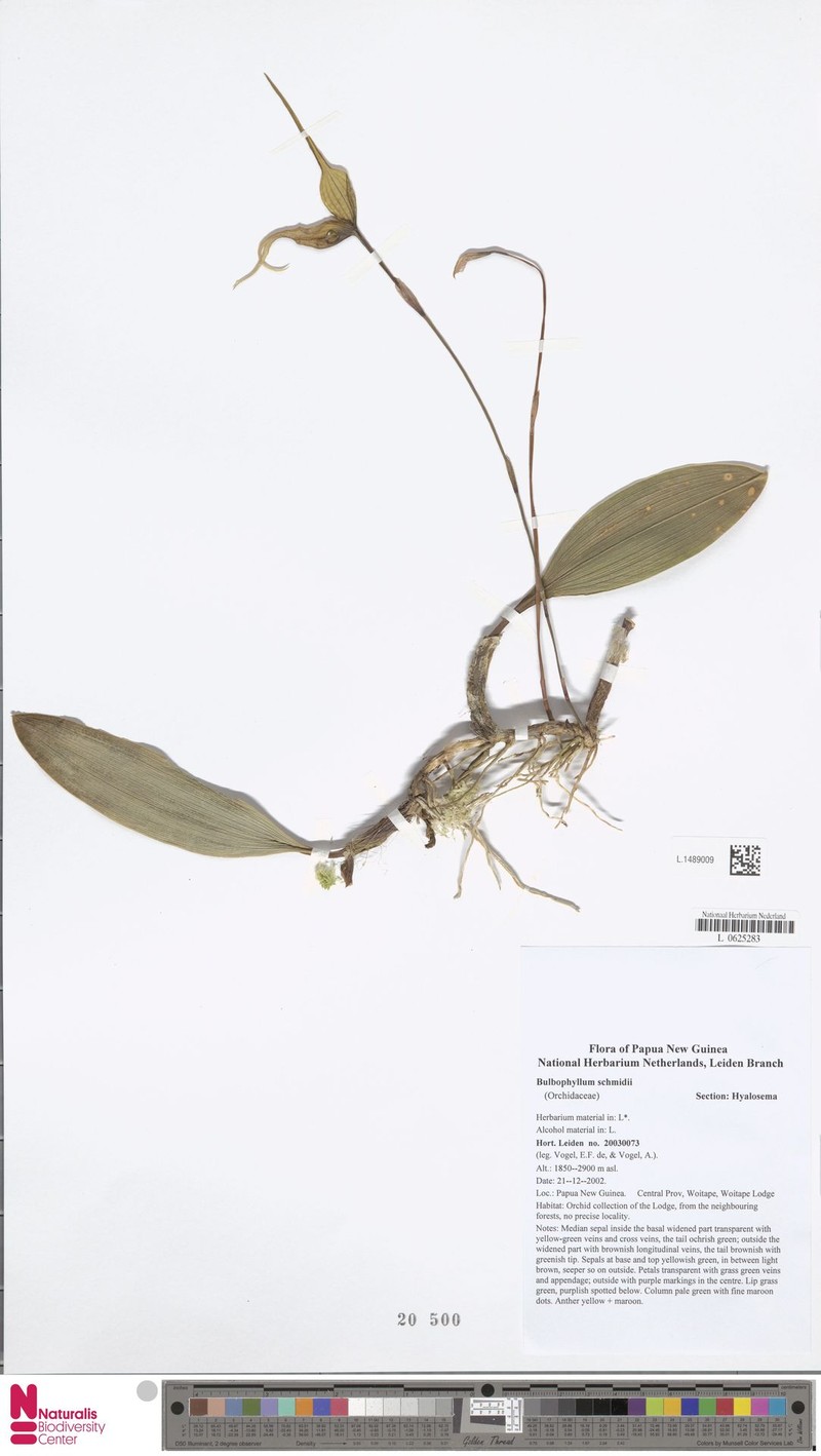 Bulbophyllum schmidii