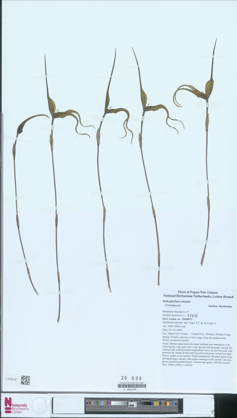 Bulbophyllum schmidii photo 2