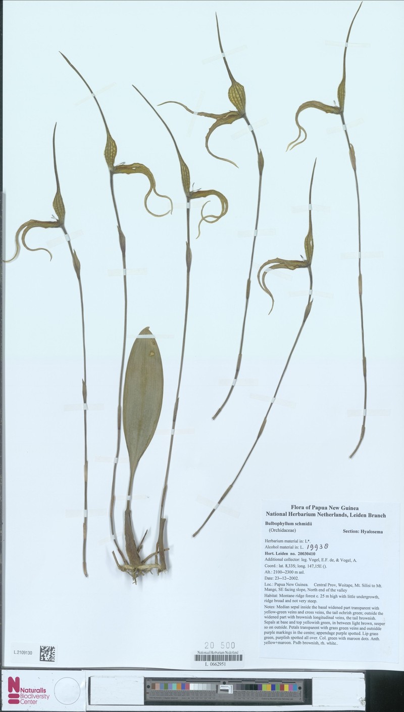 Bulbophyllum schmidii photo 3
