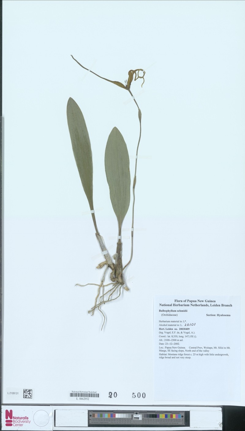 Bulbophyllum schmidii photo 4