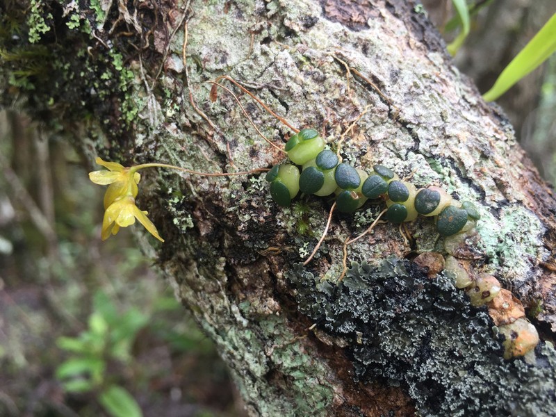 Bulbophyllum sciaphile