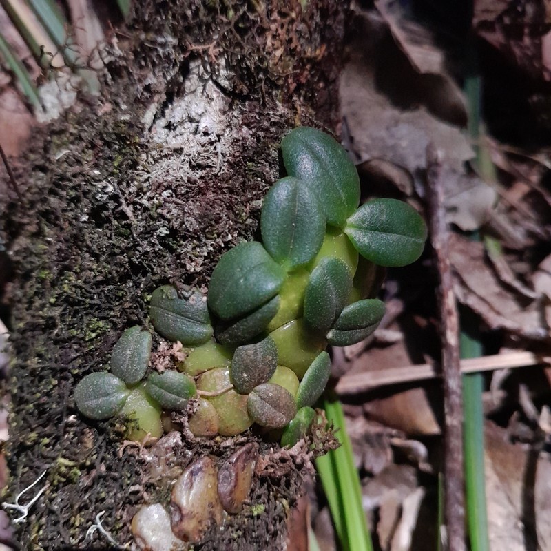 Bulbophyllum sciaphile photo 2