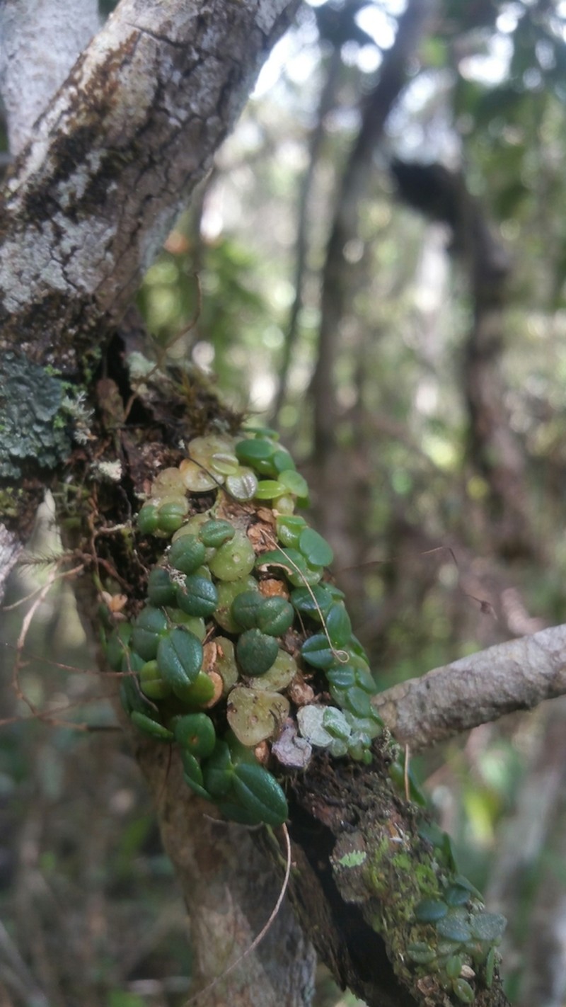 Bulbophyllum sciaphile photo 3