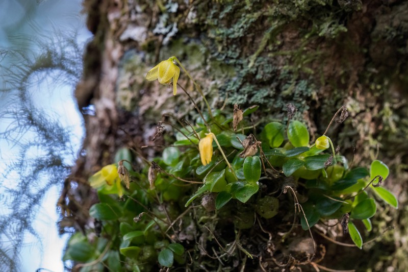 Bulbophyllum sciaphile photo 4