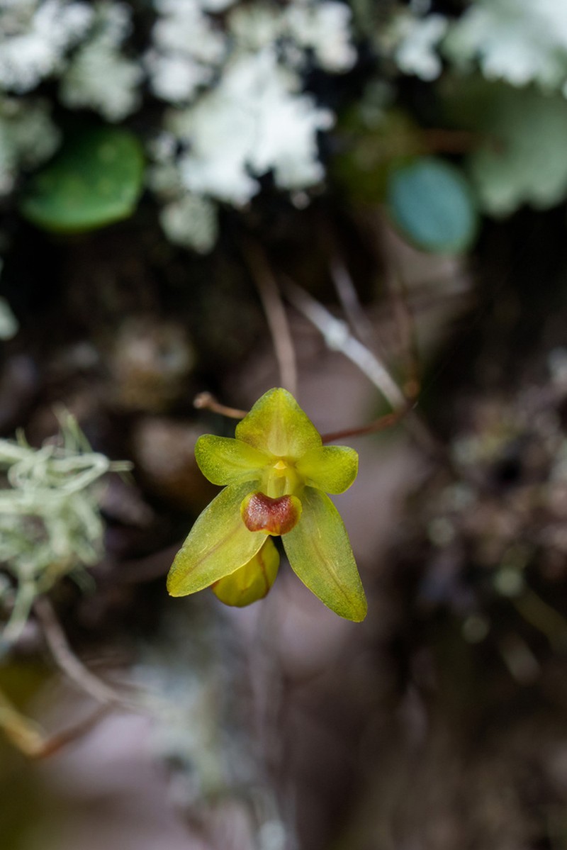 Bulbophyllum sciaphile photo 5