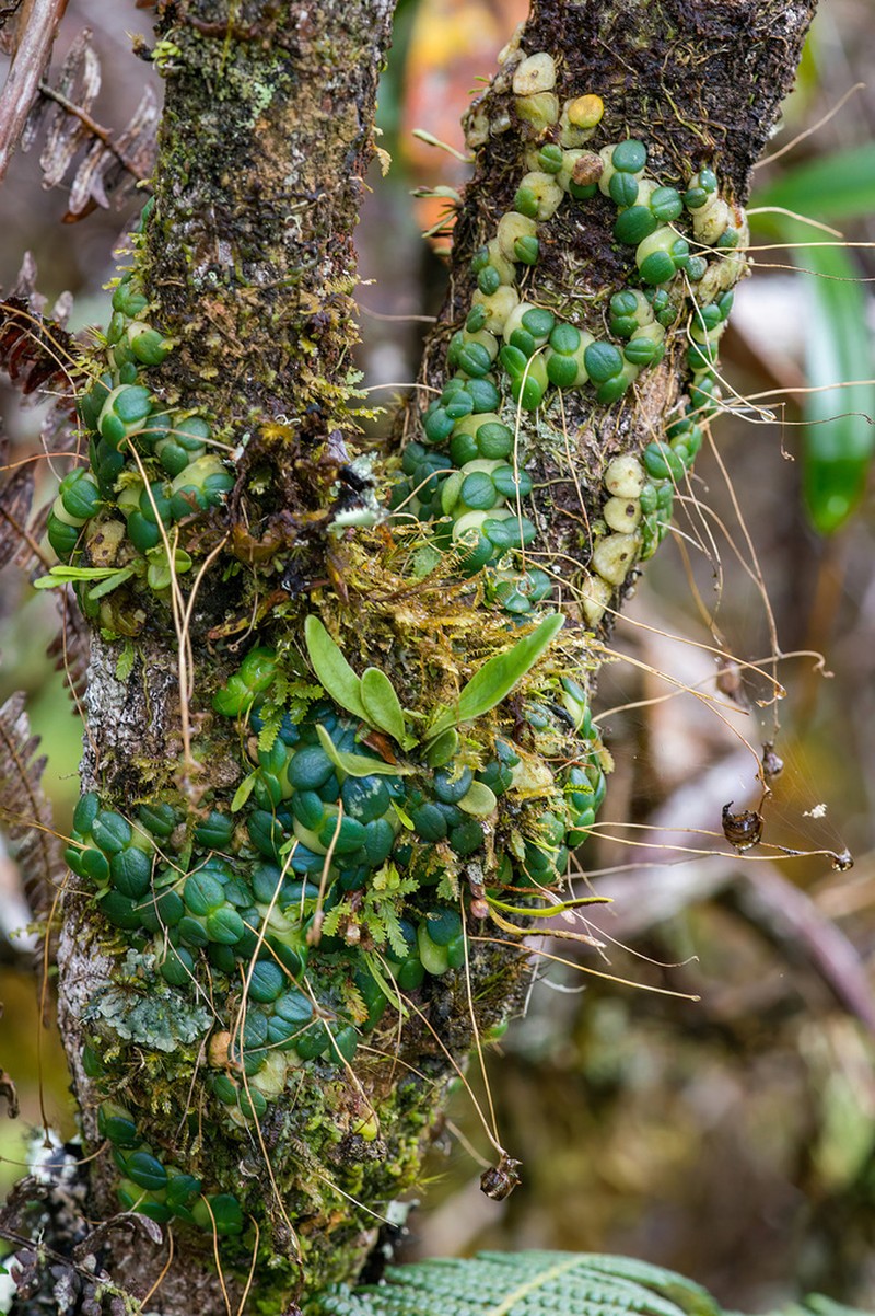 Bulbophyllum sciaphile photo 6